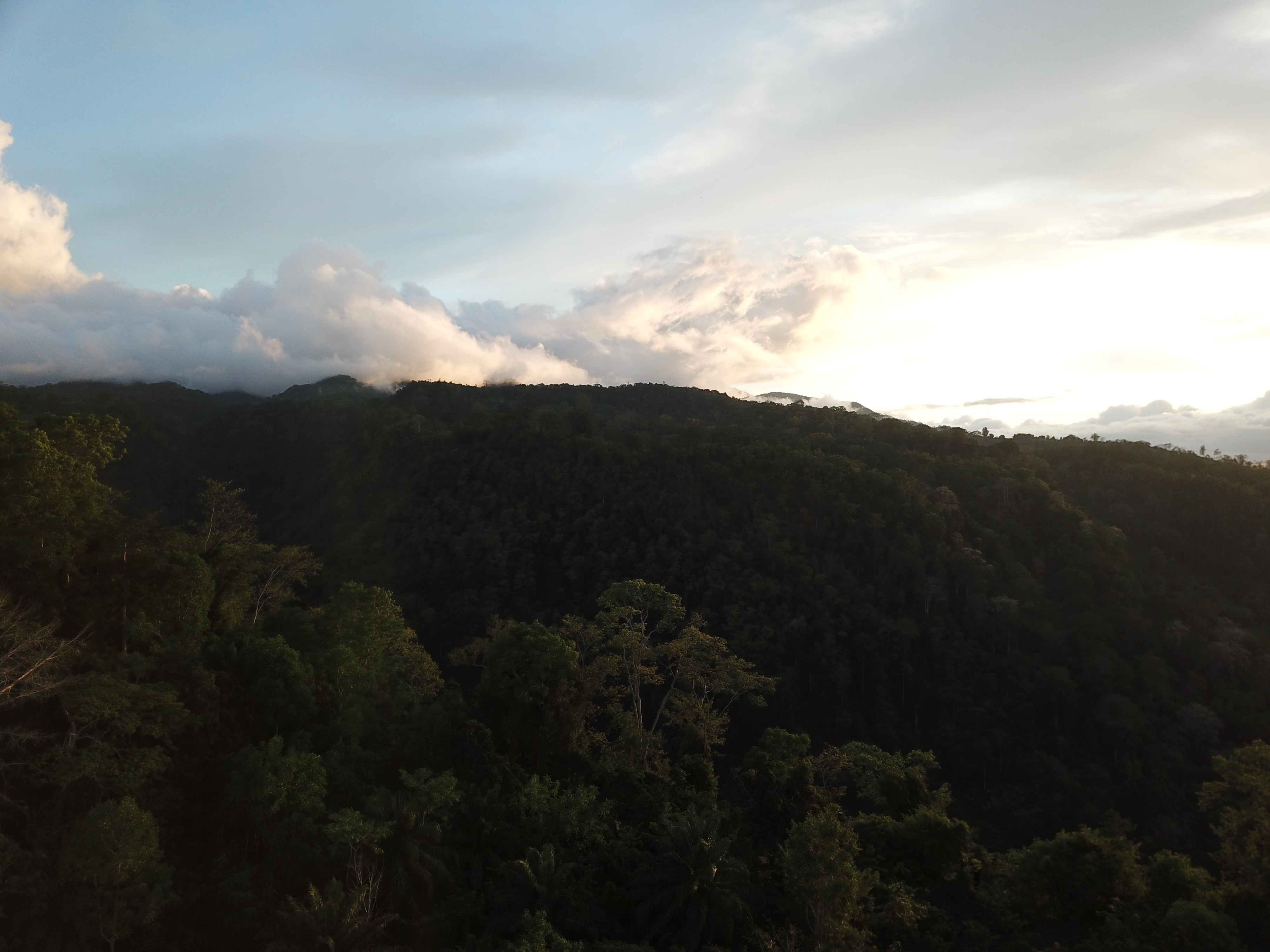 Uma vista aérea da floresta ‘seca’ de baixa altitude no norte da ilha de S. Tomé, perto da comunidade de Plancas I. A floresta aparenta estar em boa forma desta perspectiva, mas de facto as florestas nativas e as espécies nativas são actualmente raras e encontram-se altamente ameaçadas por actividades antrópicas.