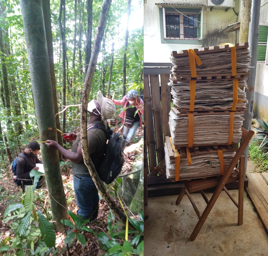 (Left) The team in São Tomé conducting a transect at Pico Macuru. (Right) Herbarium specimens collected in Príncipe in June.