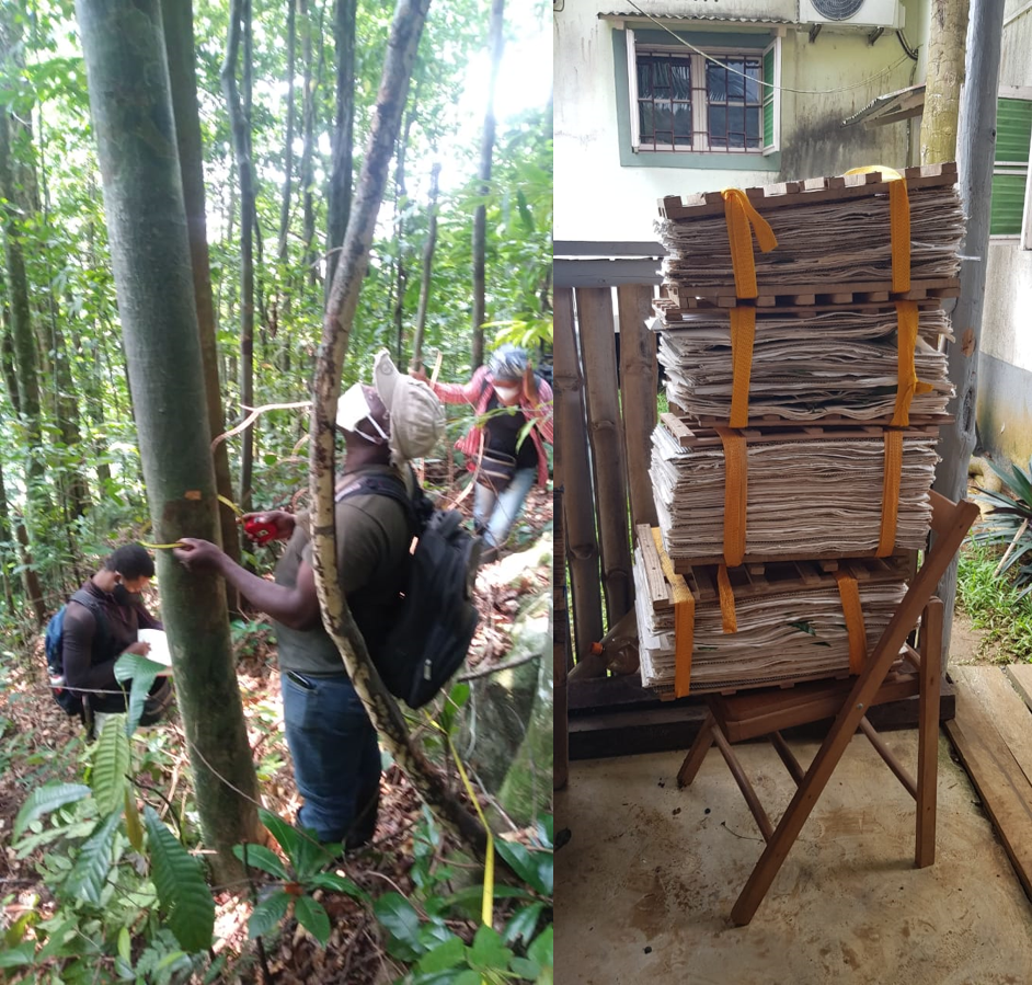 (Esquerda) A equipa de São Tomé a realizar um transecto no Pico Macuru. (Direita) Amostras recolhido no Príncipe em junho.