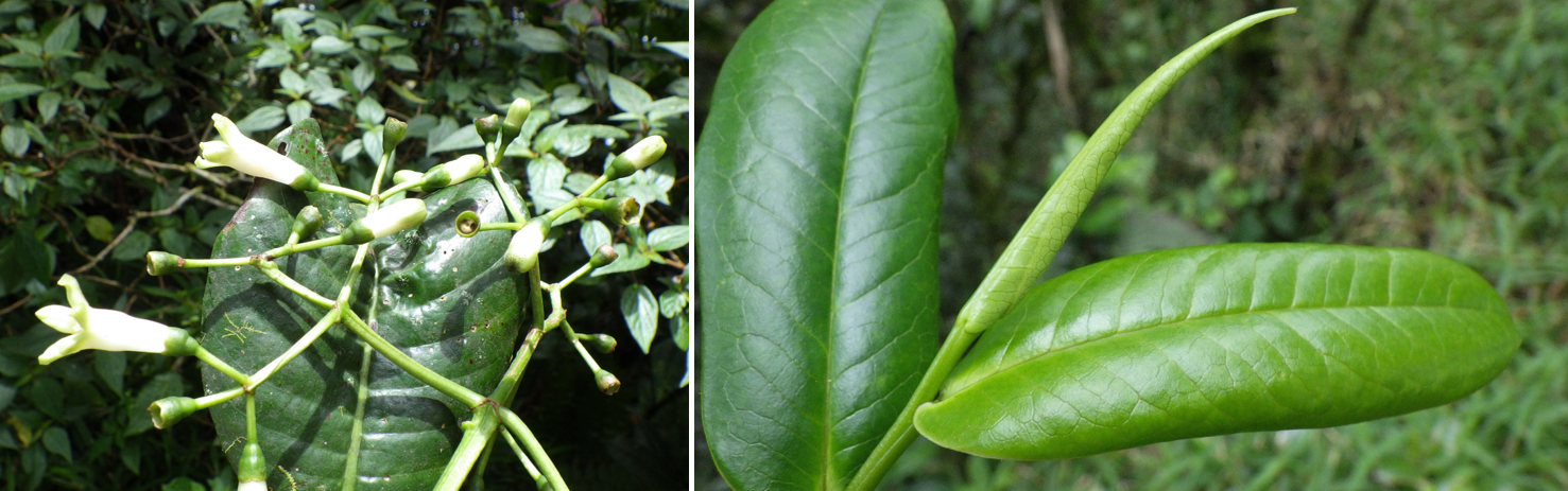 Esquerda: *Psychotria exellii*. Direita:  *Balthasaria mannii* (photos credit: O. Lachenaud)
